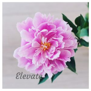 Elevate word of the year